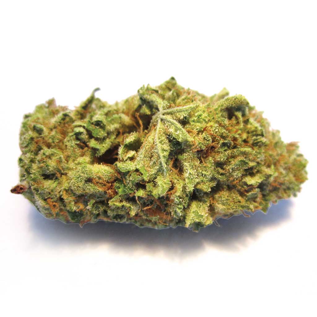LAC-bud