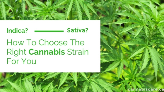 how to choose the right cannabis strain