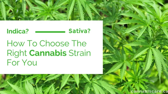 how to choose the right cannabis strain