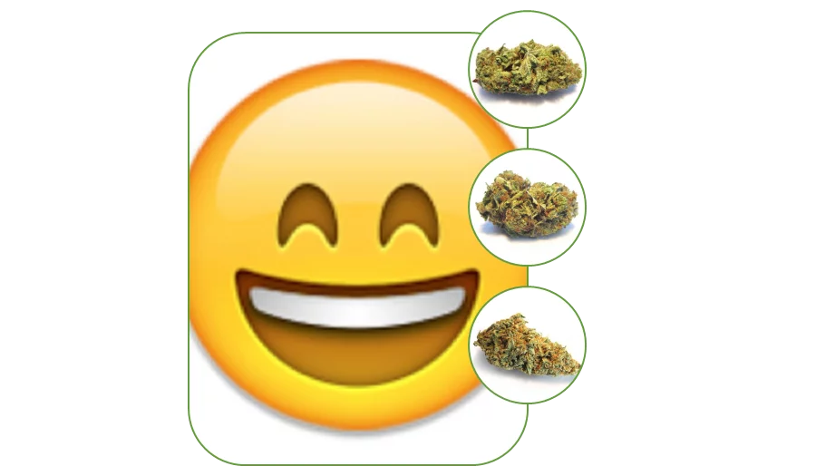 Choosing the Right Cannabis Strain for Anxiety