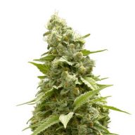 Cannabis Flower Sale - Triple Tested at a Health Canada Approved Lab