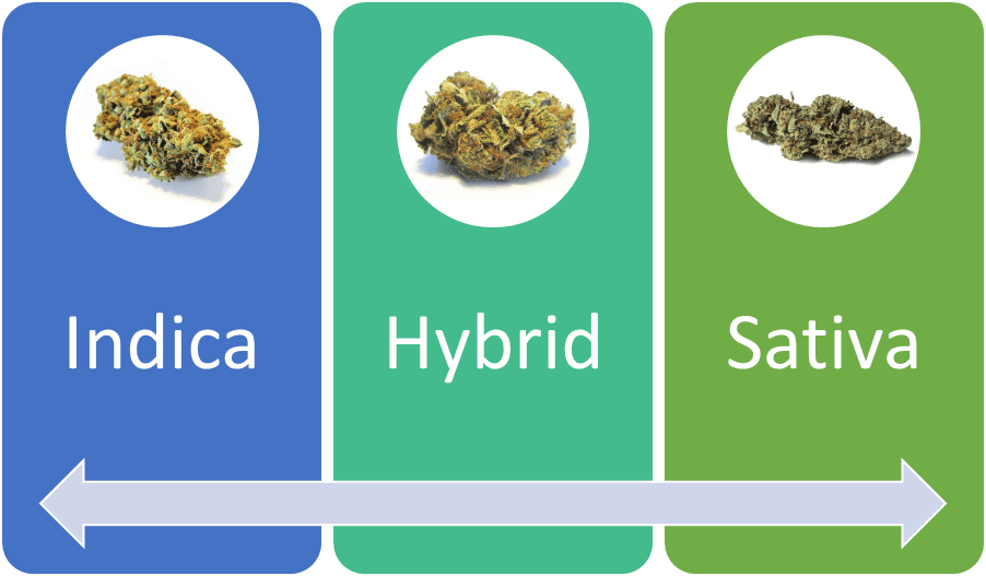 Indica, Hybrid, and Sativa Strains. Choose the right strain