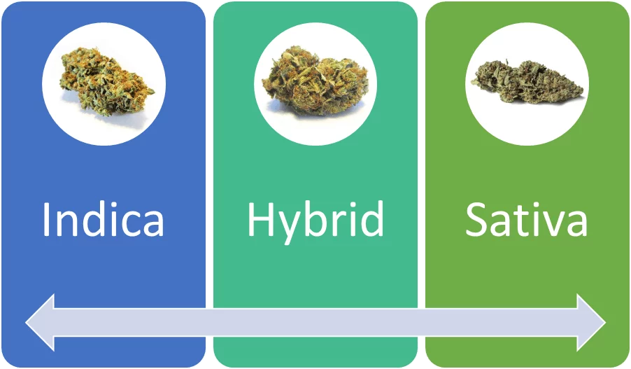 Indica, Hybrid, and Sativa Strains. Choose the right strain