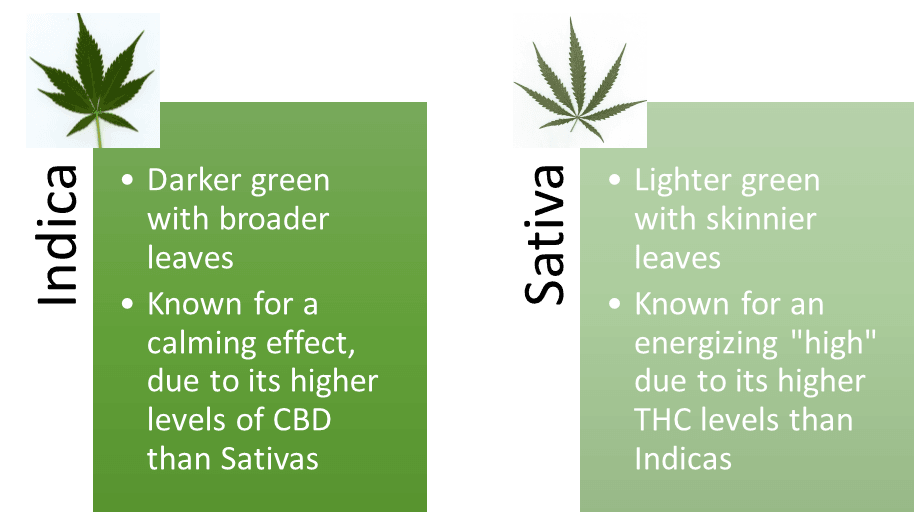 indica-vs-sativa_cannabiscare