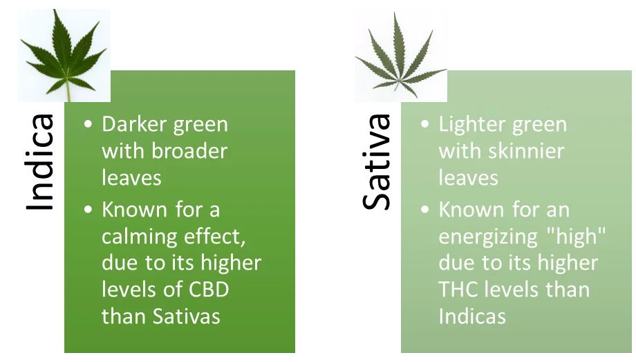 indica-vs-sativa_cannabiscare