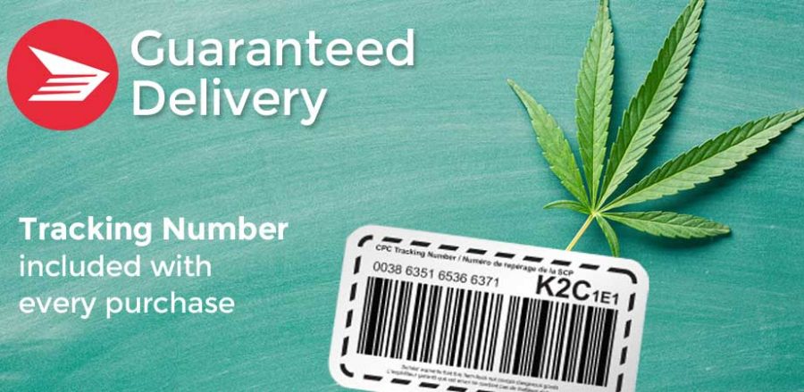 guaranteed delivery. medical cannabis buds. medical grade cannabis buds. cbd buds for sale. buy cannabis buds