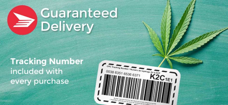 guaranteed delivery. medical cannabis buds. medical grade cannabis buds. cbd buds for sale. buy cannabis buds