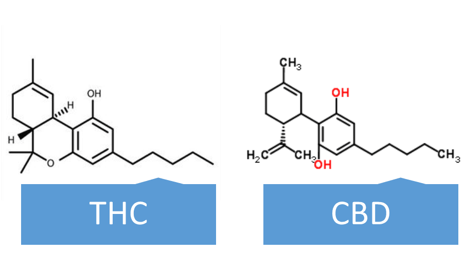 THC vs CBD Molecule