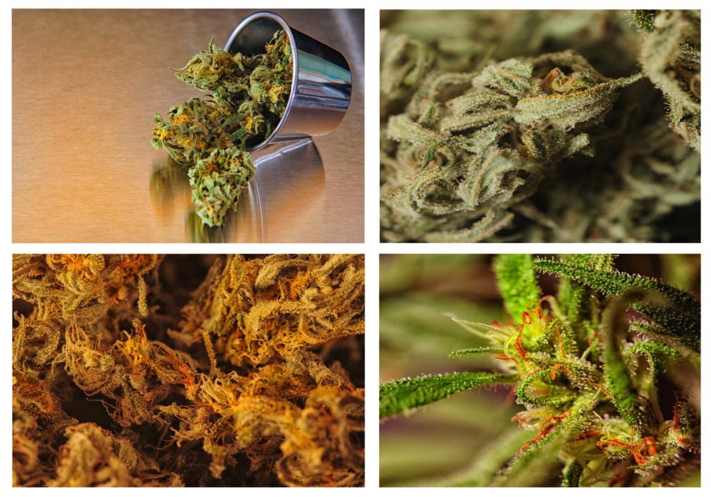 Beautiful collage or Collection of four strains of marijuana