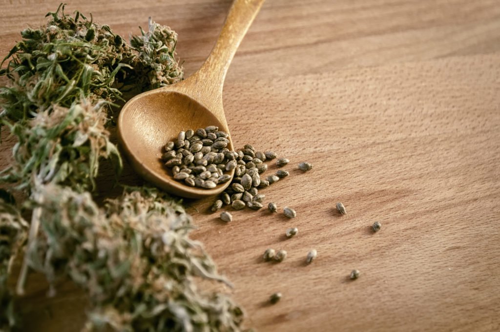 indica hemp seeds and hemp dry cones on a wooden table