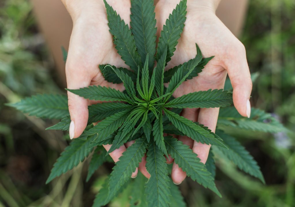 woman's hands holding leafs of medicine marijuana. order indica online
