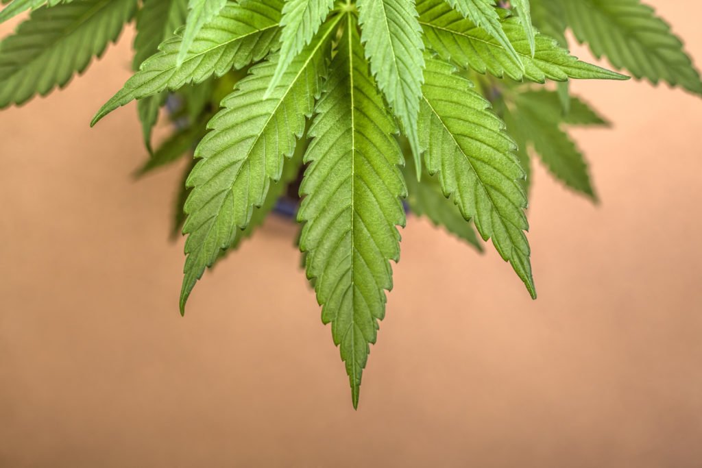Detail of Cannabis female plant, Indica dominant hybrid.