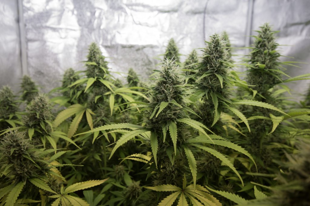 sativa
