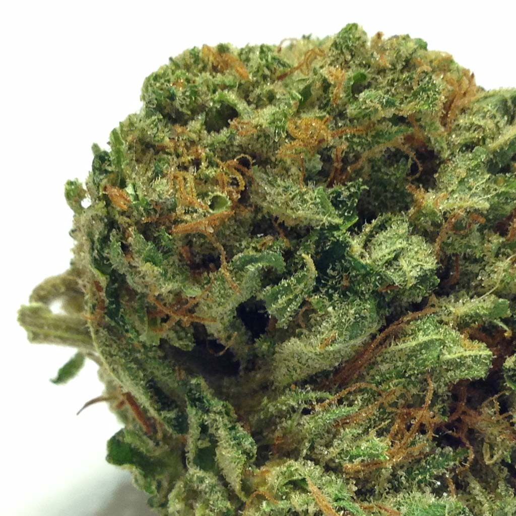 CannaHazeOG18-medium