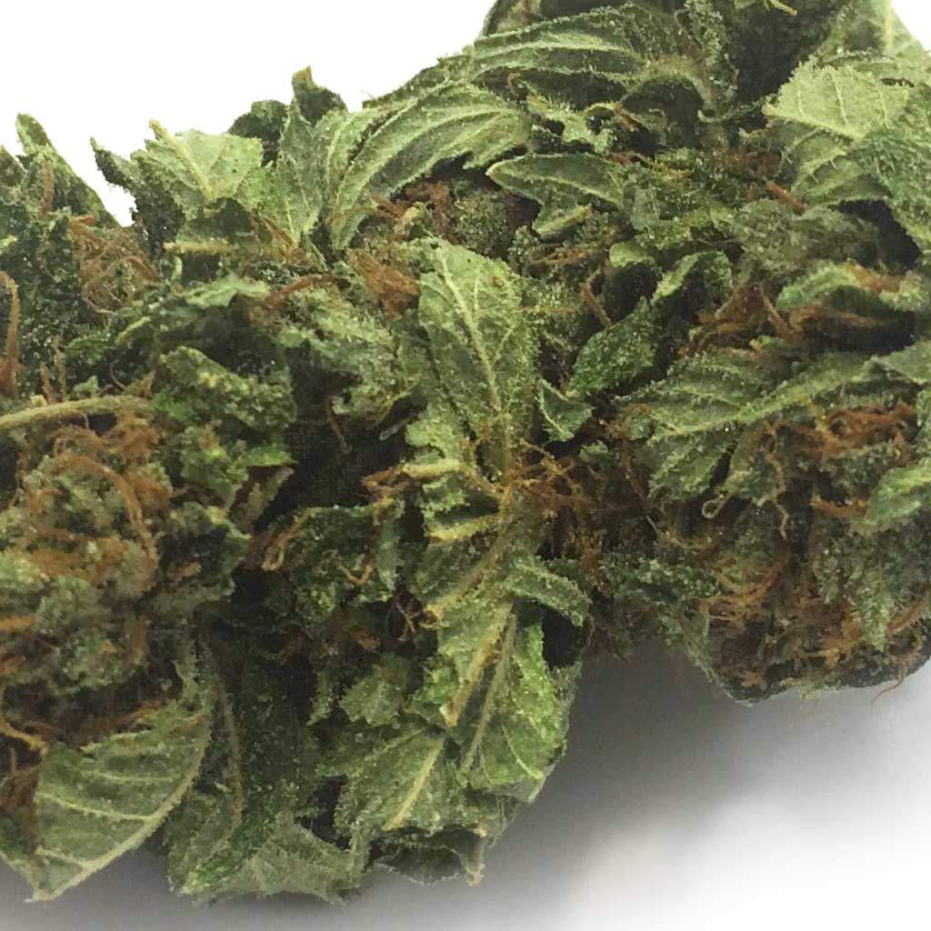cherry-kush-mid