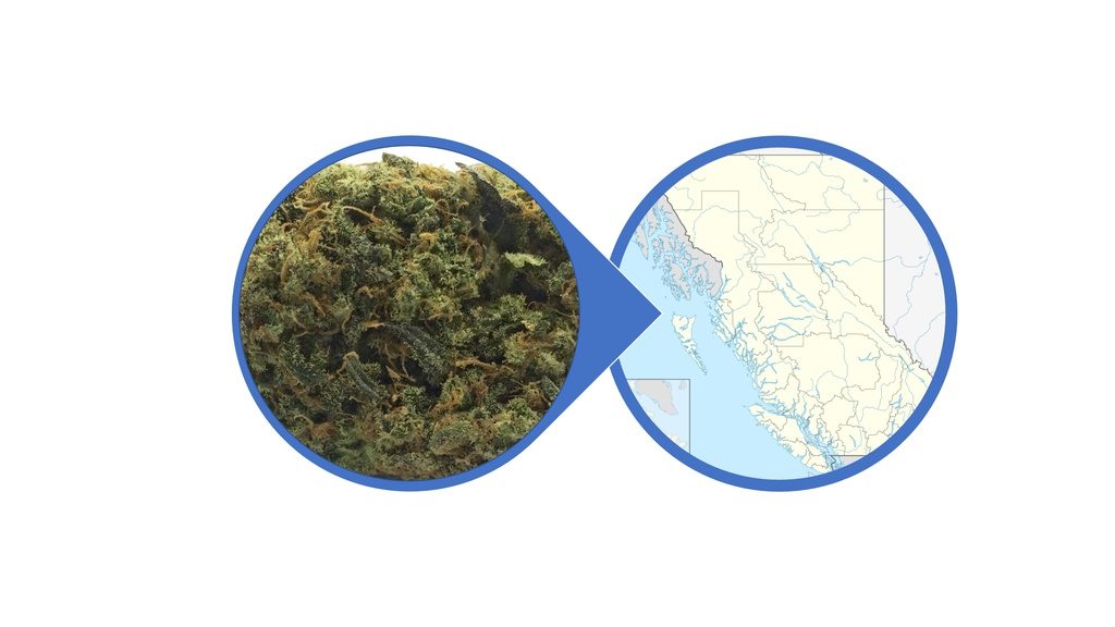 Find Cannabis Buds in British Columbia
