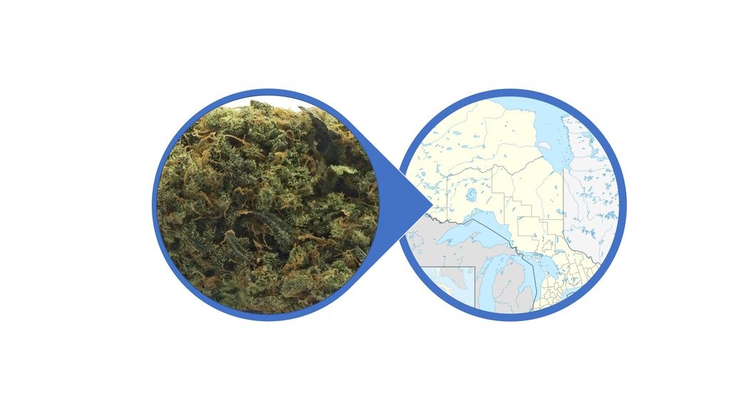 Find Cannabis Buds in Ontario