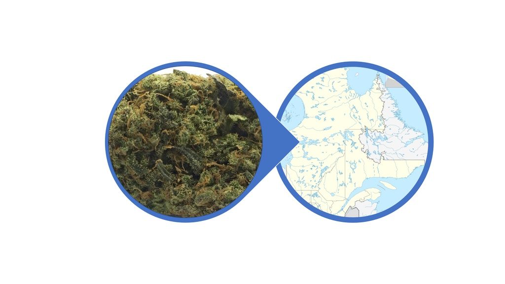 Find Cannabis Buds in Quebec