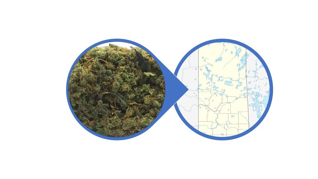 Find Cannabis Buds in Saskatchewan