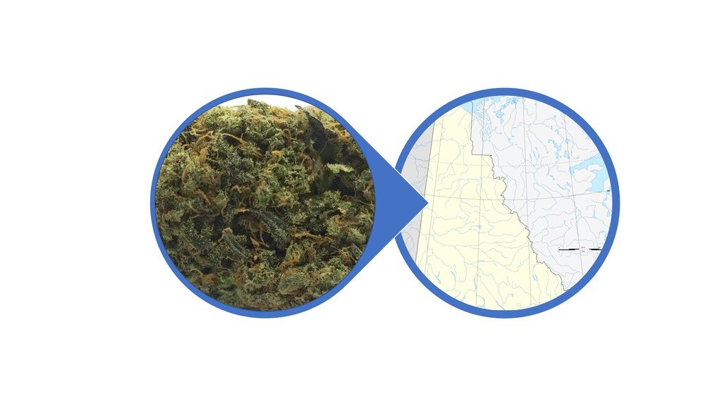 Find Cannabis Buds in Yukon