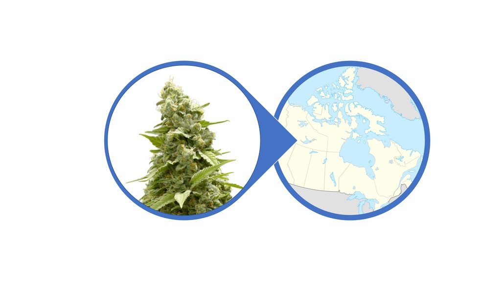 Find Cannabis Flowers Across Canada