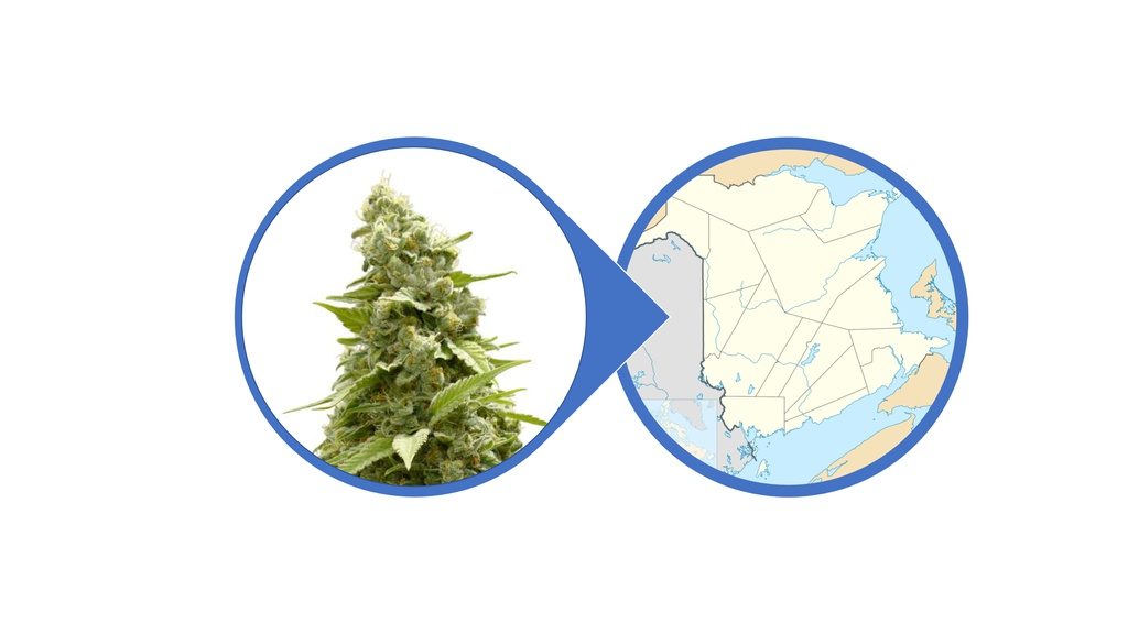 Find Cannabis Flowers in New Brunswick