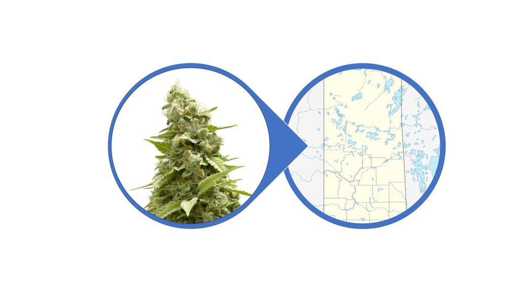 Find Cannabis Flowers in Saskatchewan
