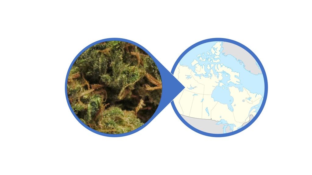 Find Weed Across Canada