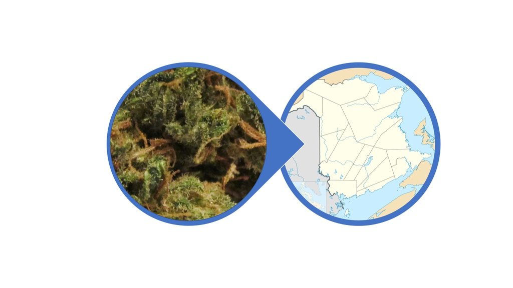 Find Weed in New Brunswick