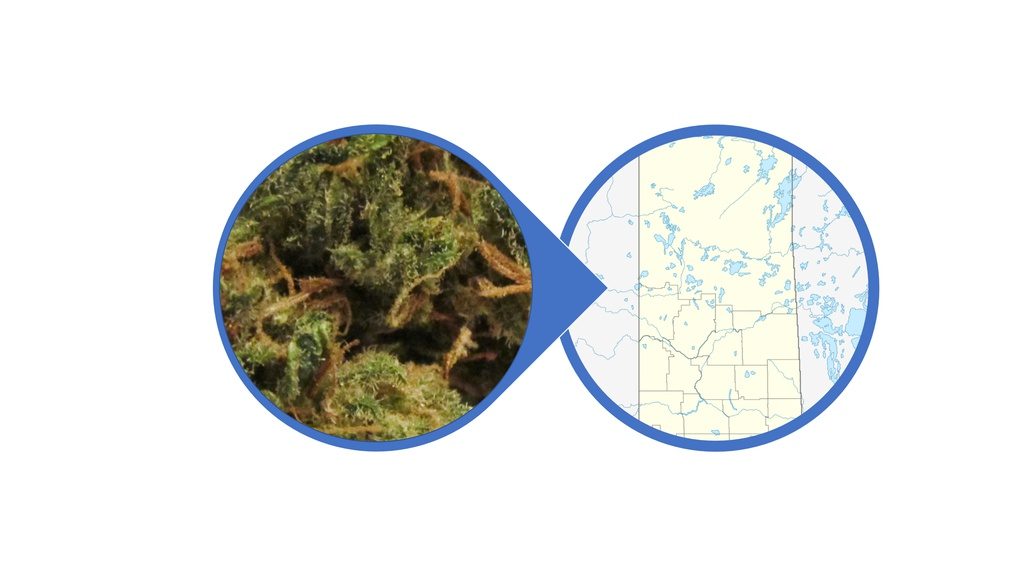 Find Weed in Saskatchewan