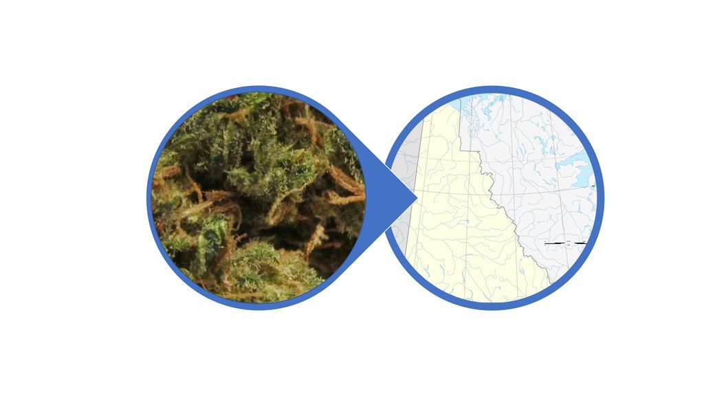 Find Weed in Yukon