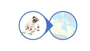 CBD Oil For Dogs In Canada. Order Canada CBD oil for dogs, throughout Canada, online here at cannabiscare.is; best CBD oil for dogs Canada; CBD oil Canada for dogs; buy CBD oil for dogs Canada; CBD oil Canada dogs